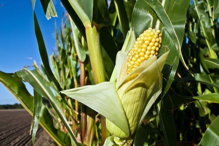 Foto van een maiskolf aan een maisplant