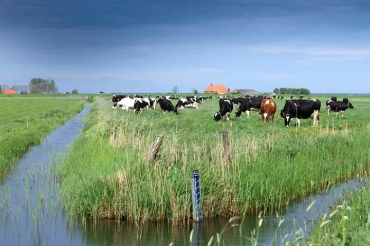Melkveehouders in Fries veenweidegebied bouwen aan eigen perspectief