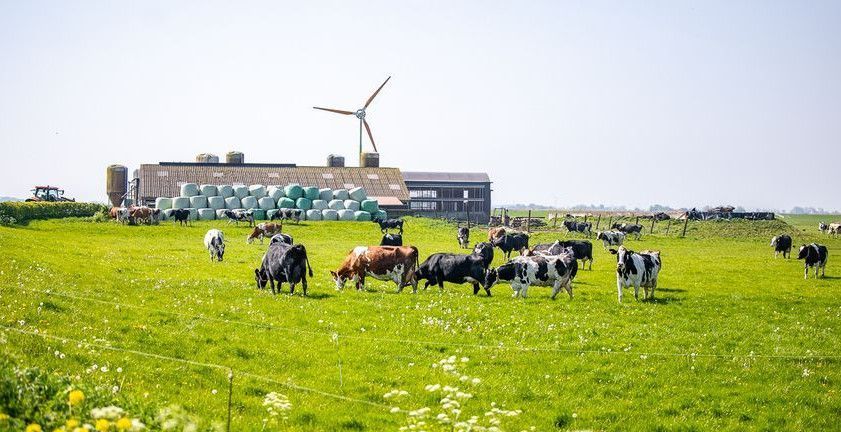 Koeien in de wei 