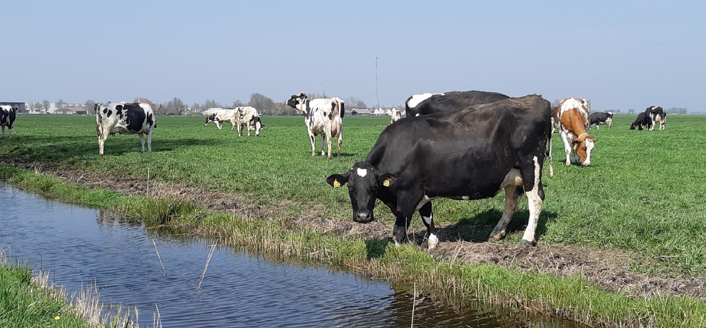 Foto koeien in de wei. Een koe staat op de voorgrond bij de sloot