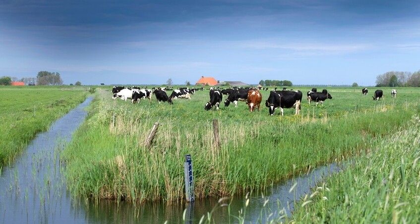 Koeien in weiland omringd door sloot met hoog waterpeil
