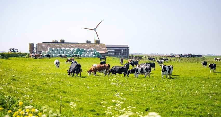 zicht op boerderij met hooibalen in plastic en koeien op voorgrond