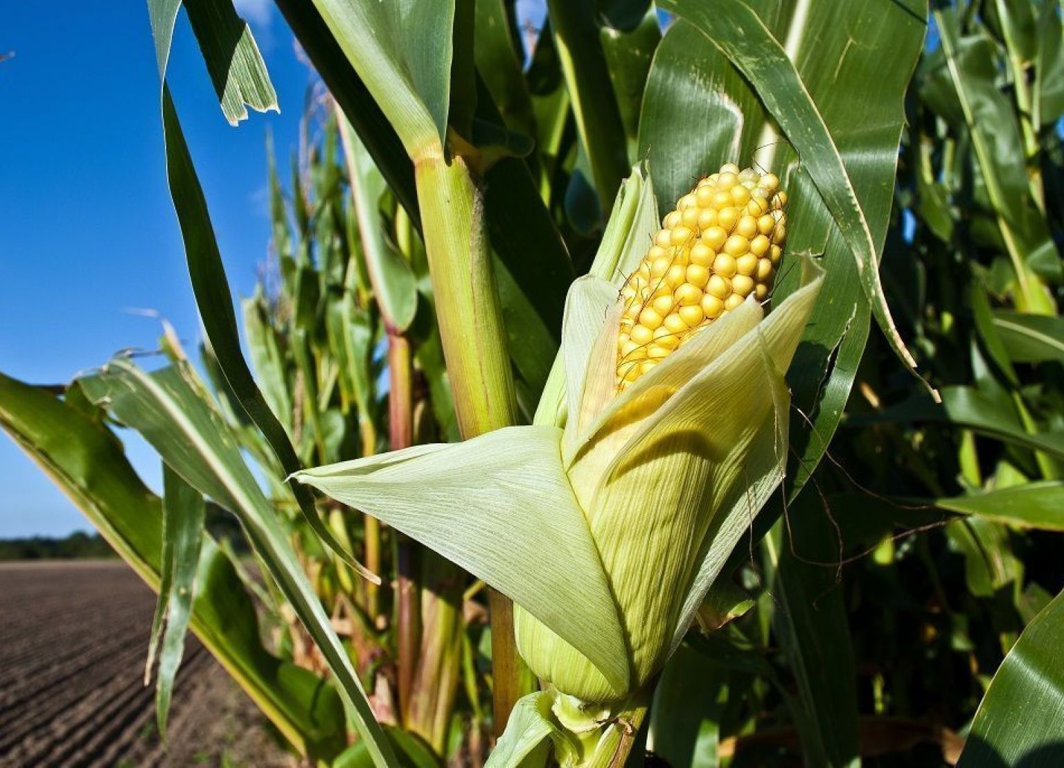 Foto van een maiskolf aan een maisplant